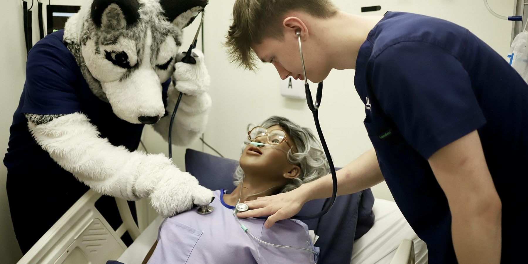 husky helping sim Male nursing student and mascot Jonathan the Husky listening to the heartbeat of a manikin